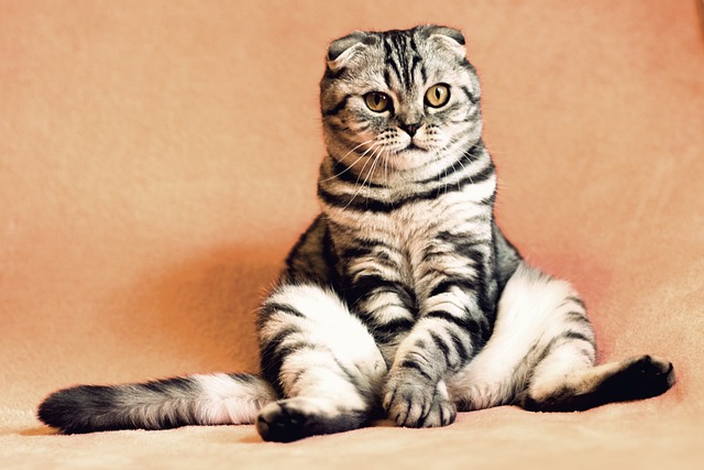 Meet the Internet’s 1st Most Adorable Pets: Prepare for Cuteness Overload!